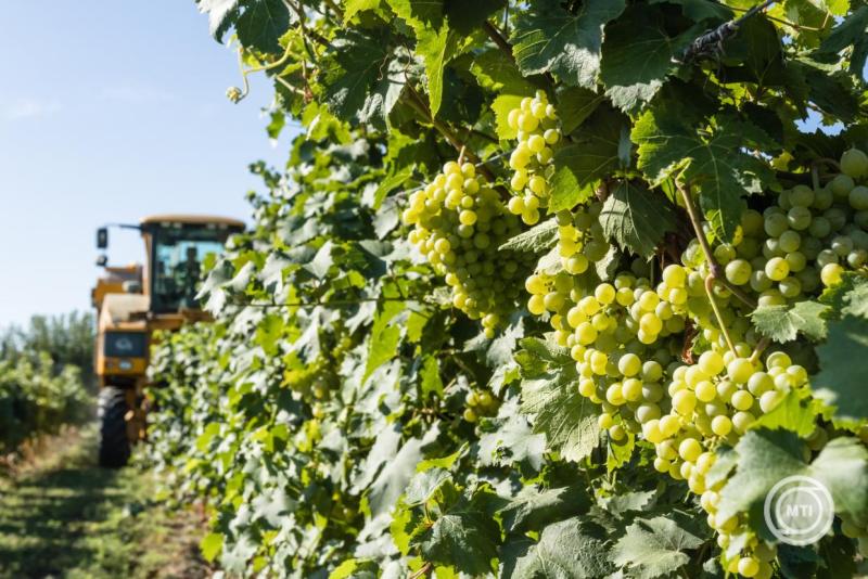 Megkezdődött a szüret a Dél-Balatonon