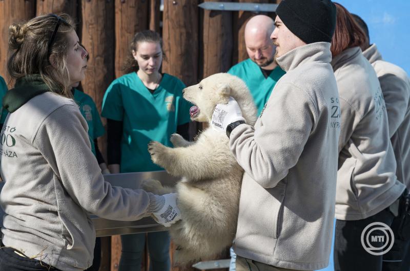Jegesmedve ikrek születtek a Nyíregyházi Állatparkban