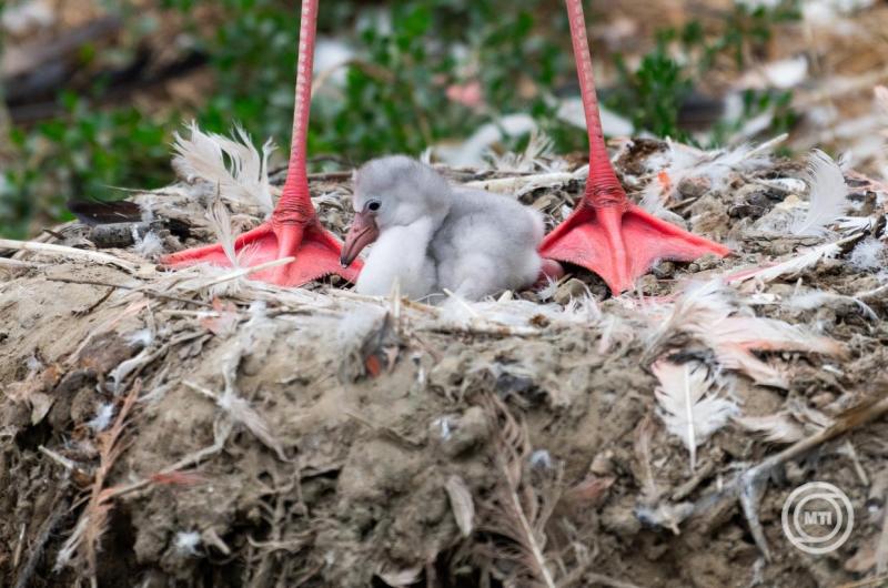 Rózsás flamingók születtek a Nyíregyházi Állatparkban