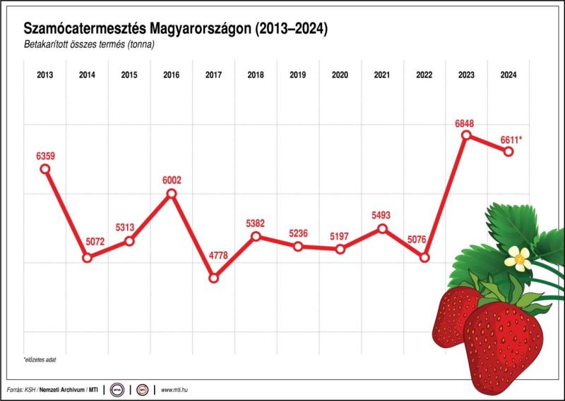 Szamócatermesztés Magyarországon (2013-2024)