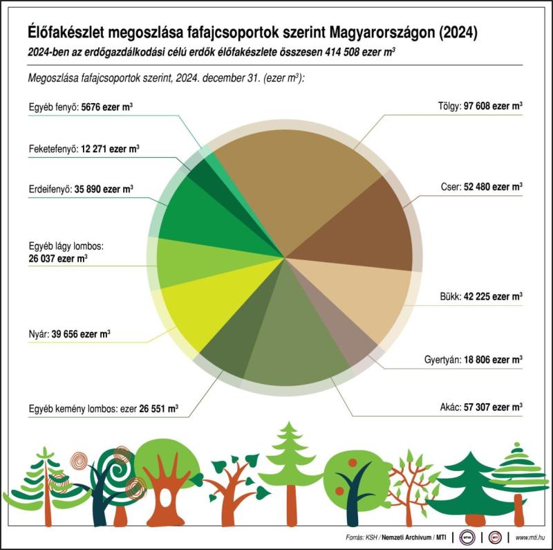 Élőfakészlet megoszlása fafajcsoportok szerint Magyarországon (2024)